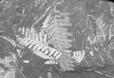 Wide Fossil Seed Fern Plate - Pennsylvania #63320-1